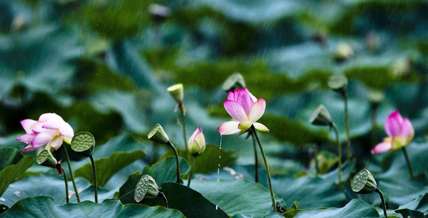 荷