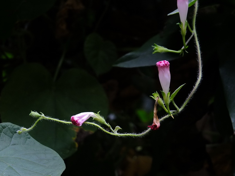 [原创]牵牛花