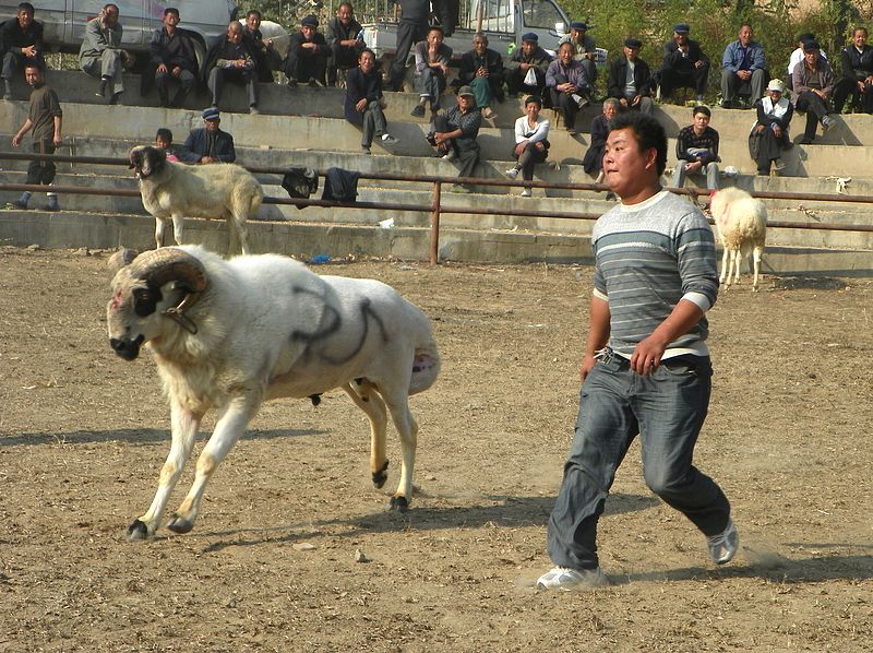 伍仙镇有斗羊比赛