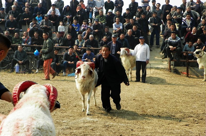 伍仙镇有斗羊比赛