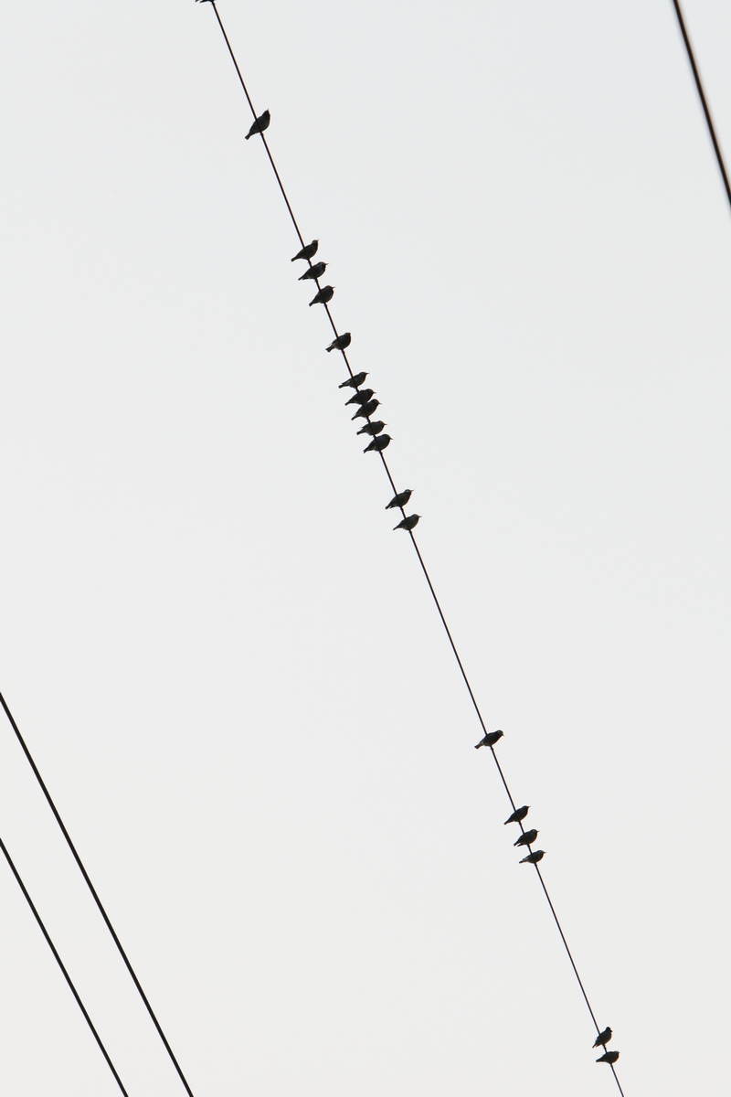 音符