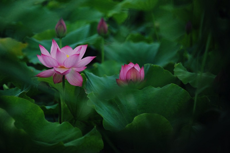 夏荷