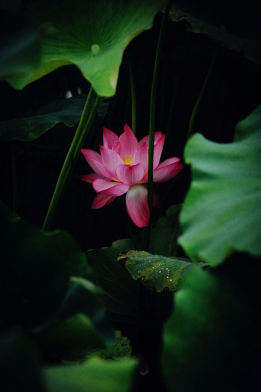 夏荷