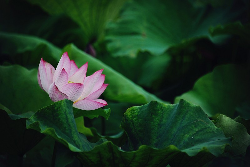 夏荷