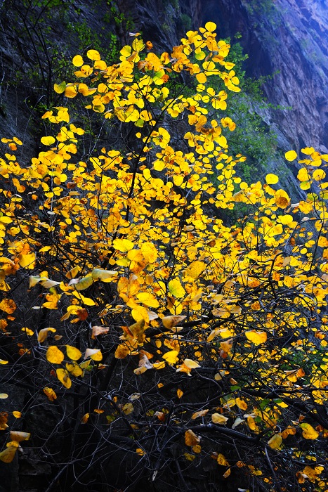 秋染通天峡