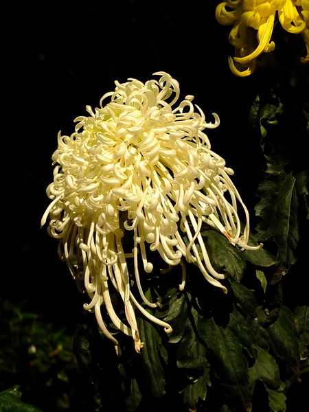 [原创]秋菊