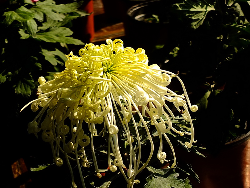 [原创]秋菊
