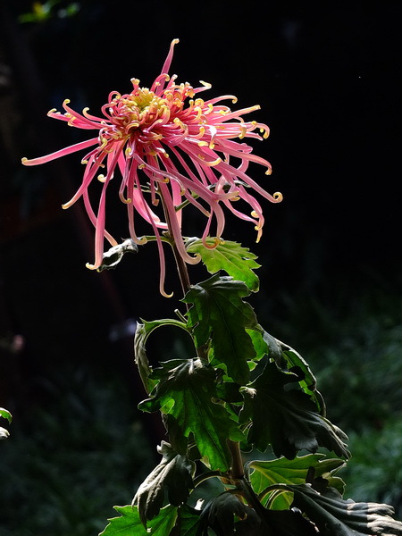 [原创]秋菊