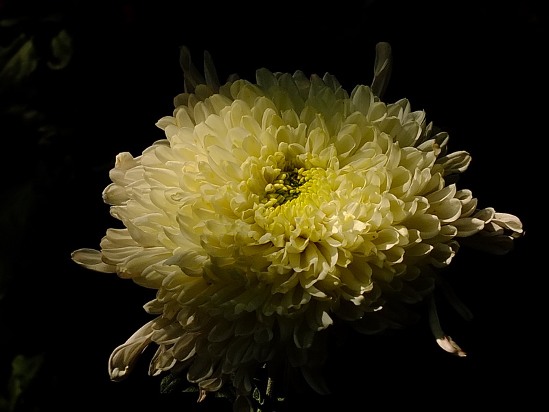 [原创]秋菊