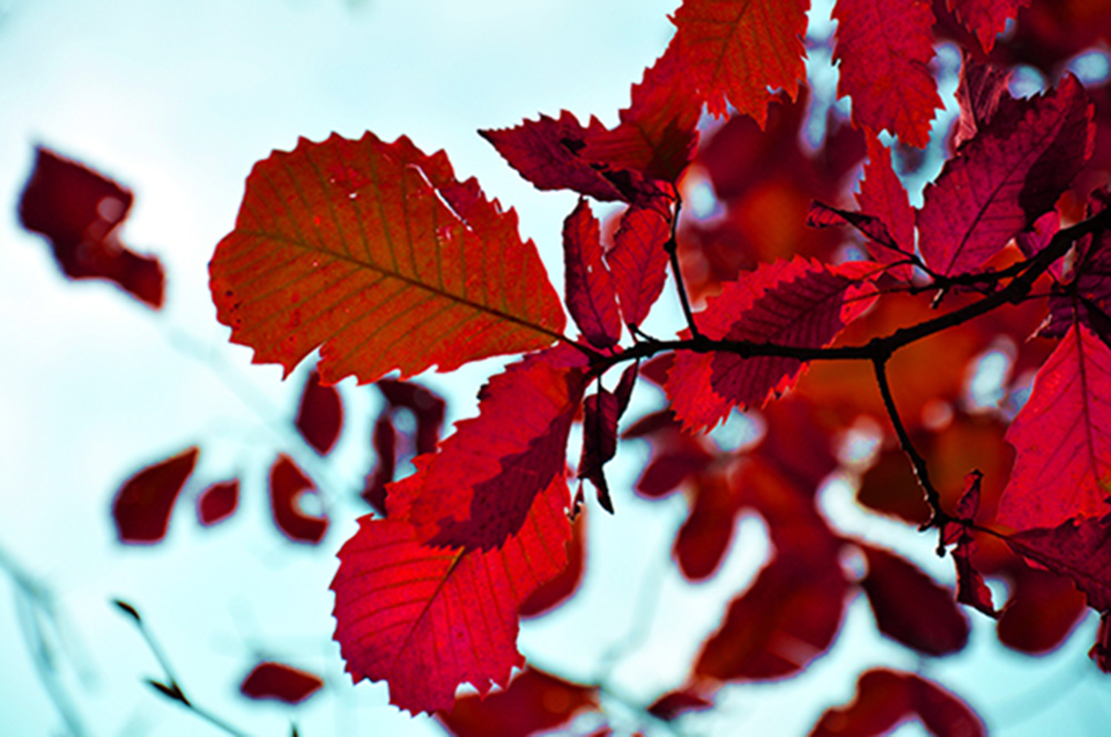 木札岭风光（三）——九撞沟红叶