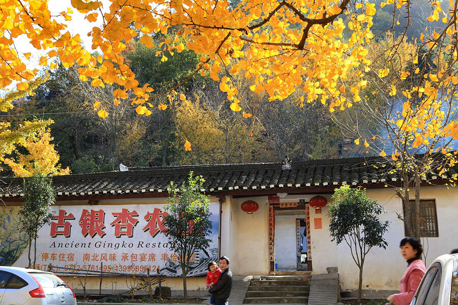 大别山上银杏黄