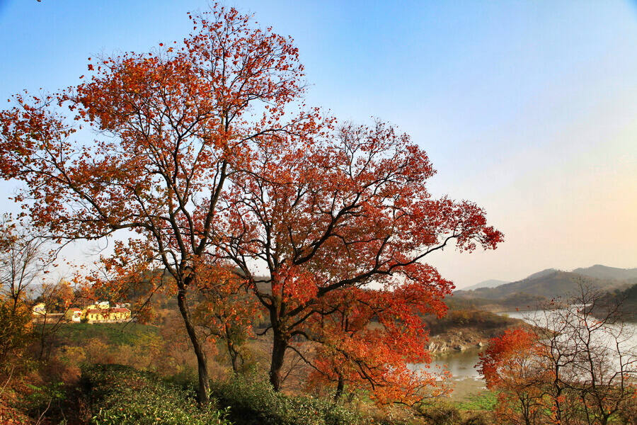 大别山上乌桕树
