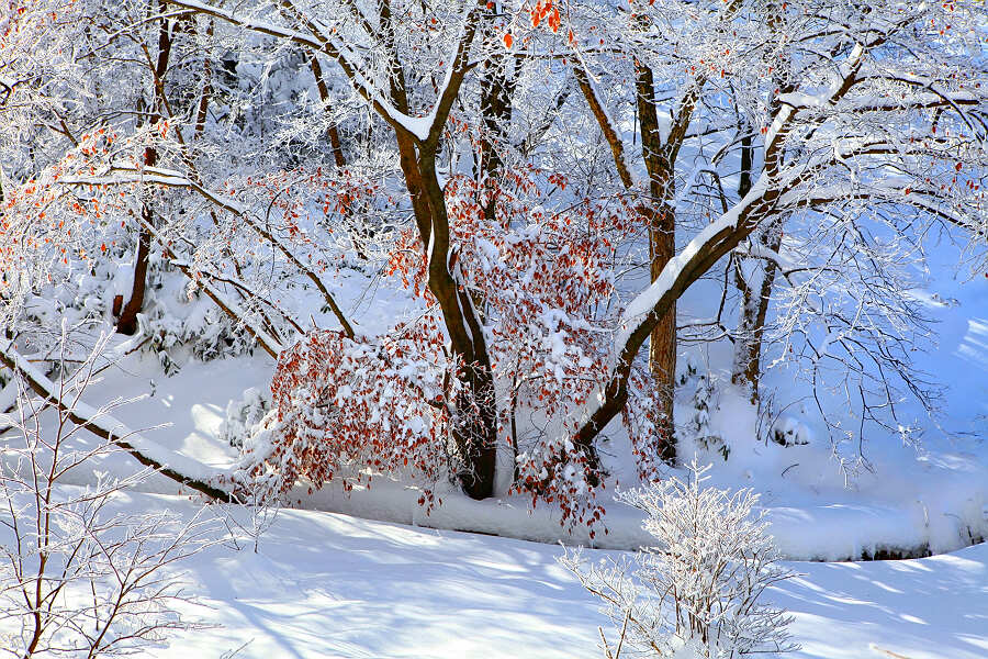 黄山雪