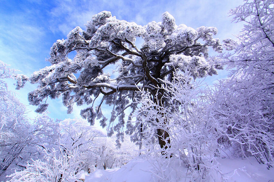 黄山雪