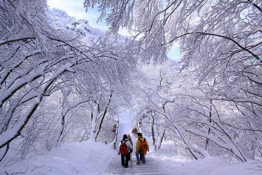 黄山雾淞