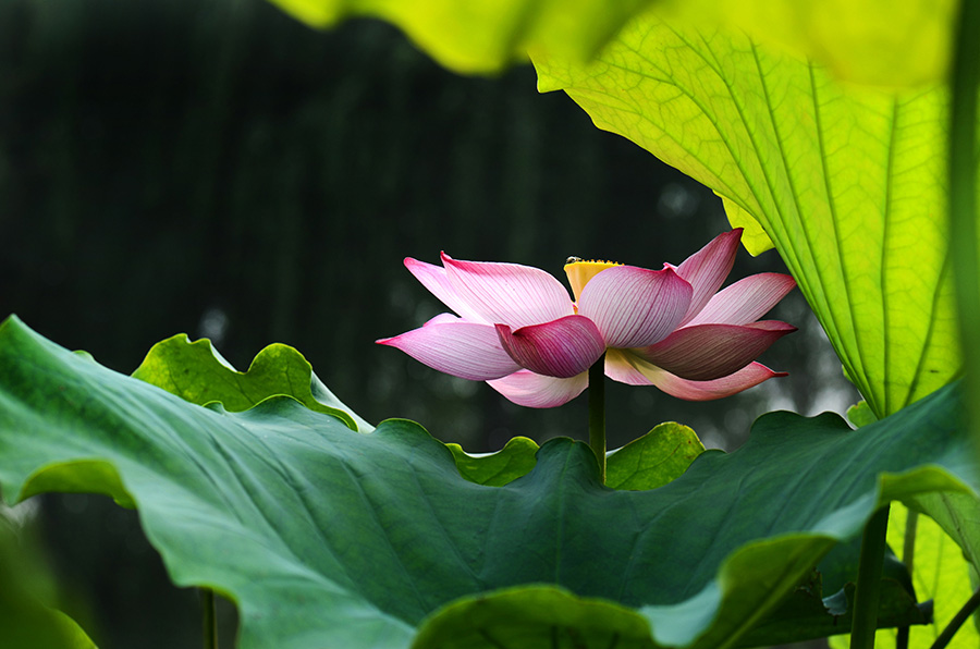 夏荷