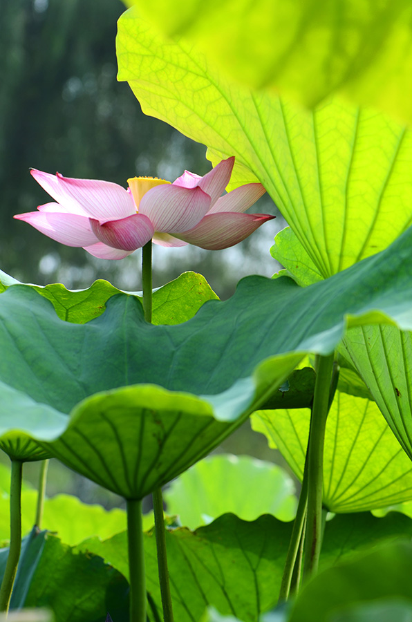 夏荷