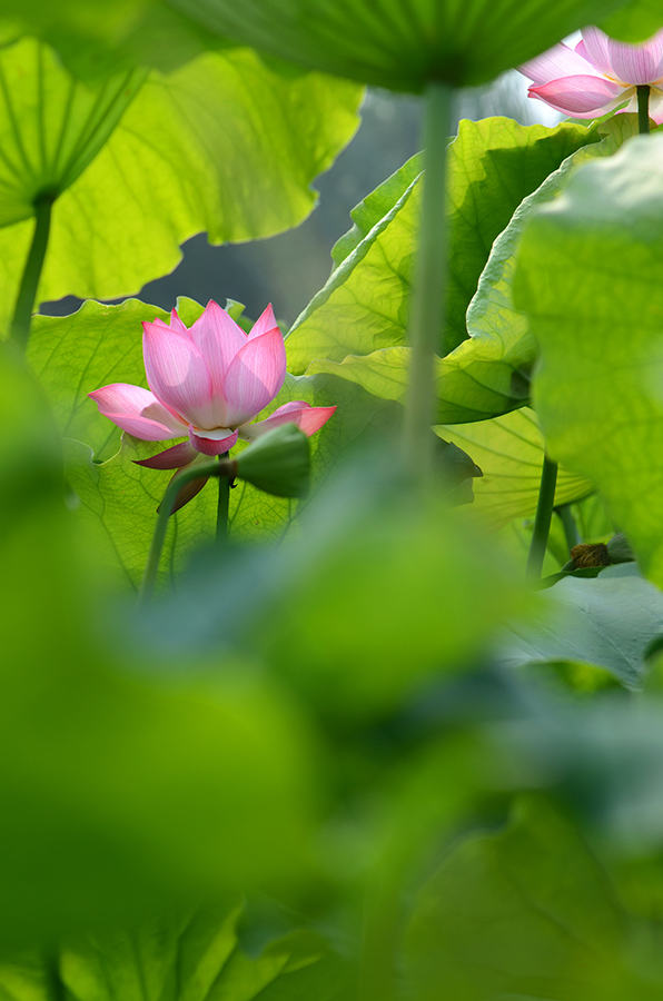 夏荷