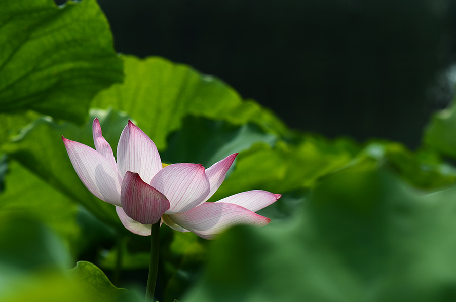 夏荷