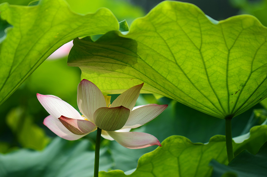 夏荷