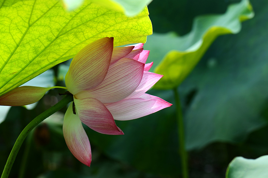 夏荷