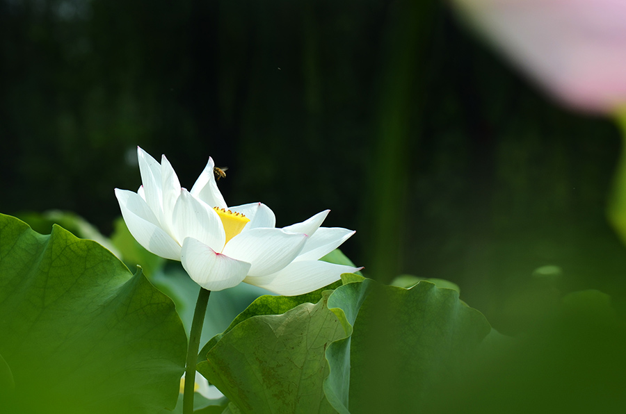 夏荷