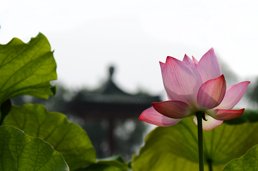 夏荷