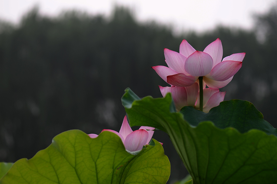 夏荷