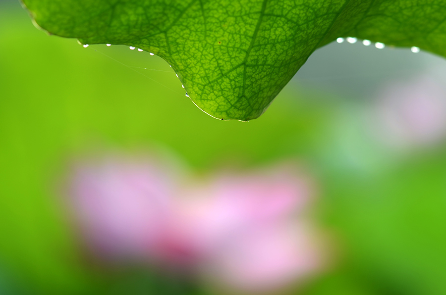 夏荷