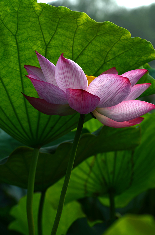 夏荷
