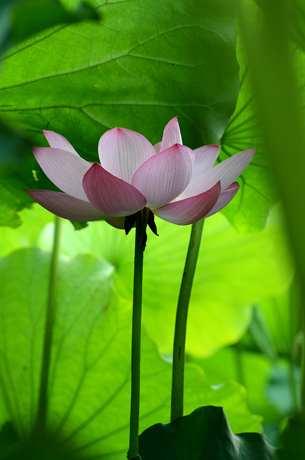 夏荷