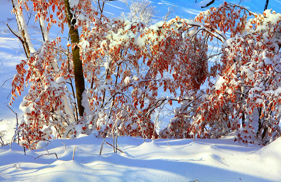 雪后黄山