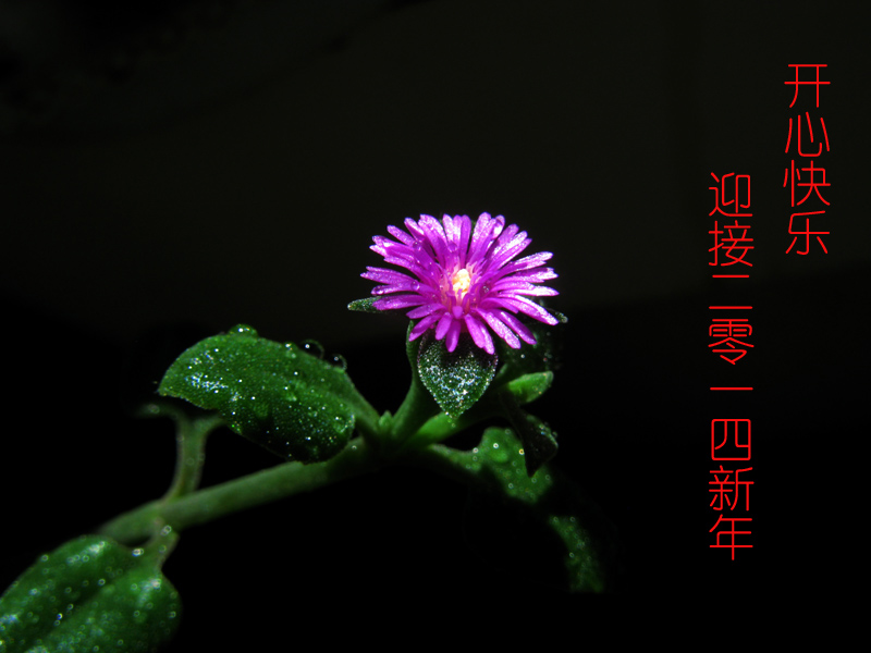 新年快乐