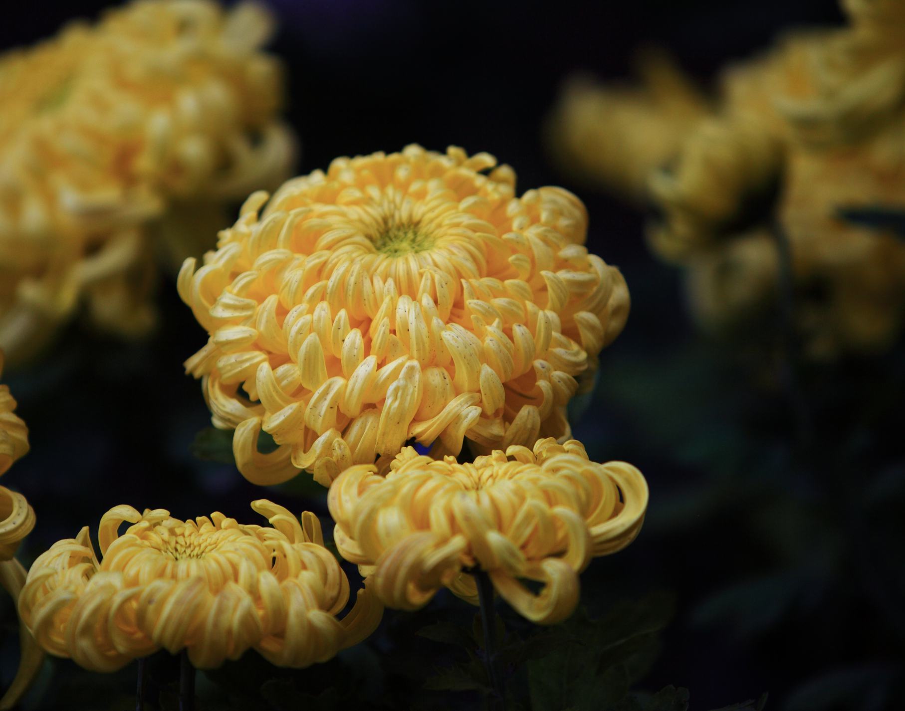 㾁拍花一组