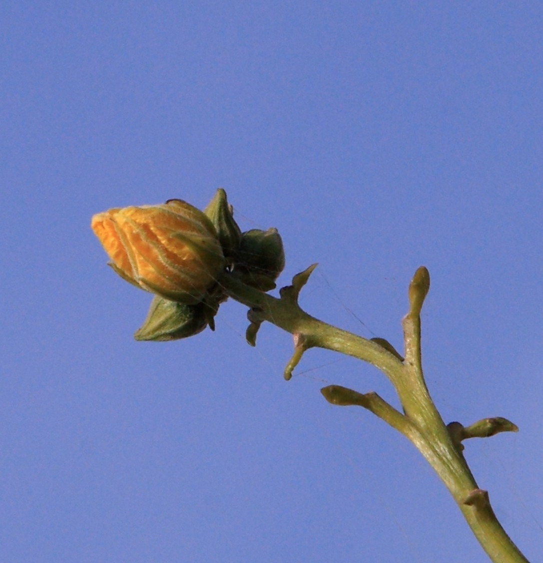 㾁拍花一组