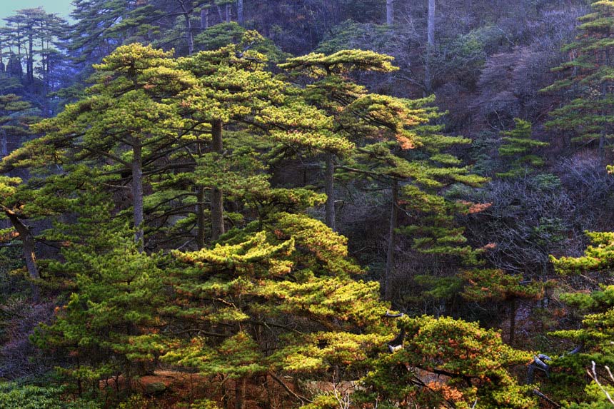 [原创]黄山采风