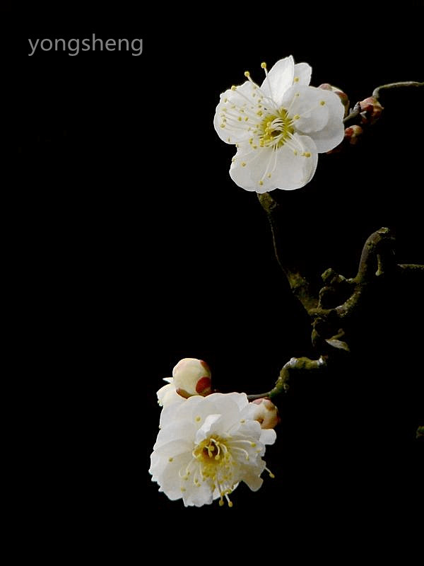 [原创] 梅飞蛇舞迎新年（龙游梅）