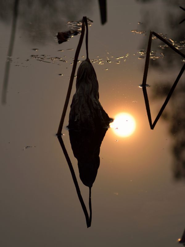 残荷夕照
