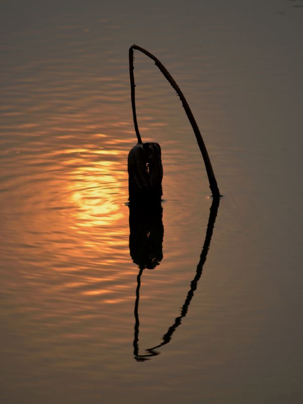 残荷夕照