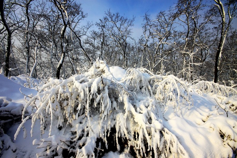 南方雪景也妖娆