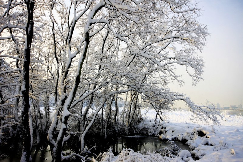 南方雪景也妖娆