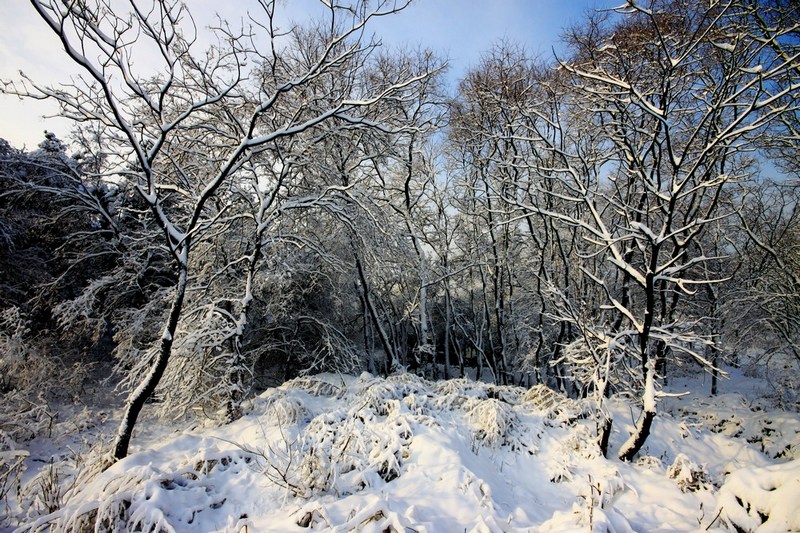 南方雪景也妖娆