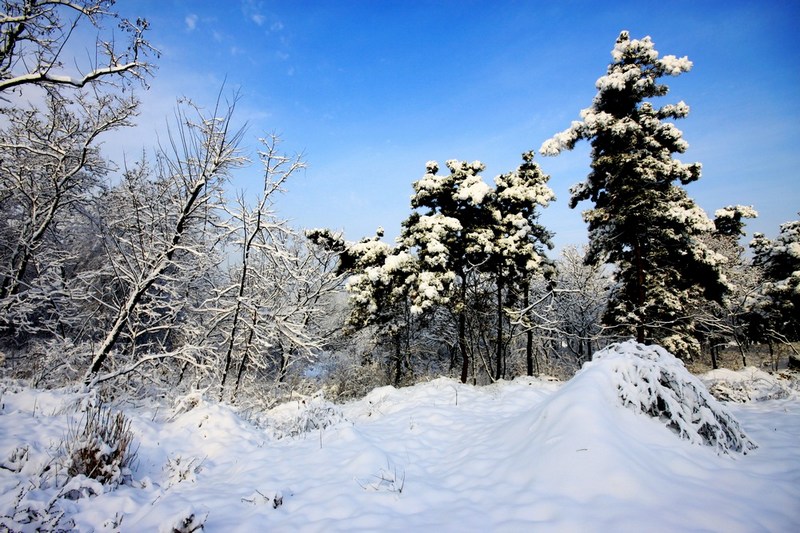 南方雪景也妖娆