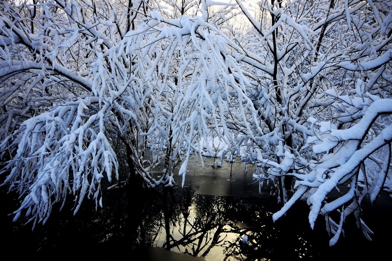 南方雪景也妖娆