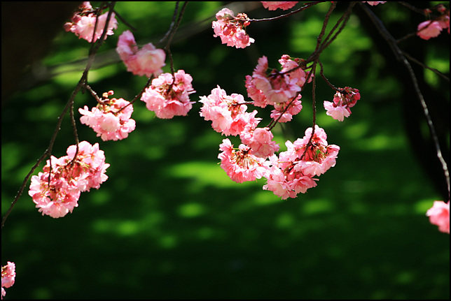 二月花