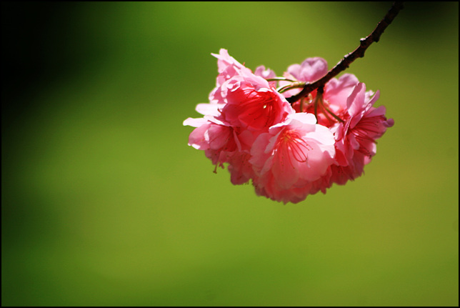 二月花