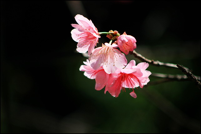 二月花