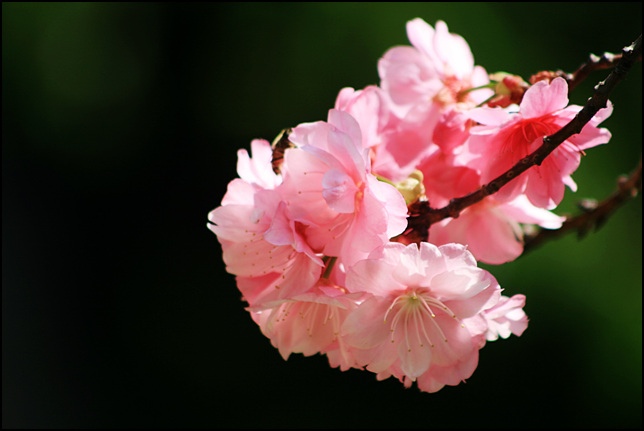 二月花