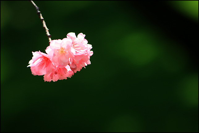 二月花