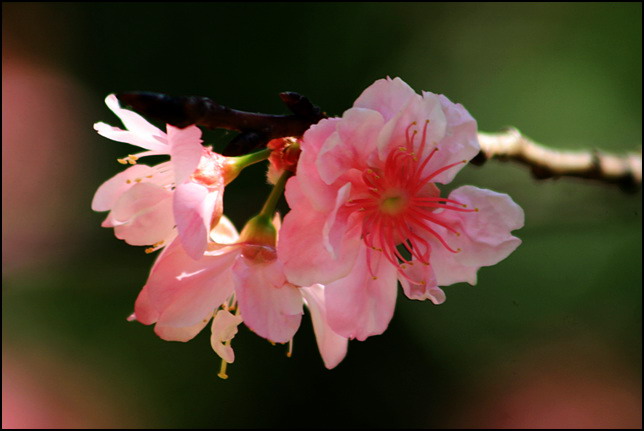 二月花